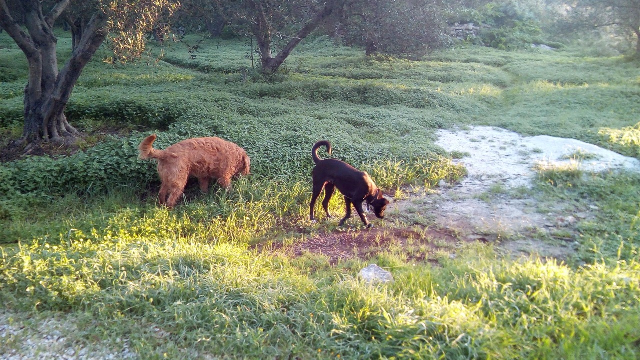 Photo of Others in Kefalas
