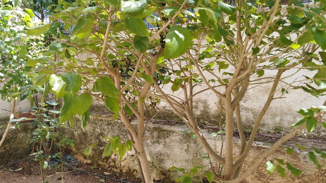 Photo of Outdoor in Galatsi