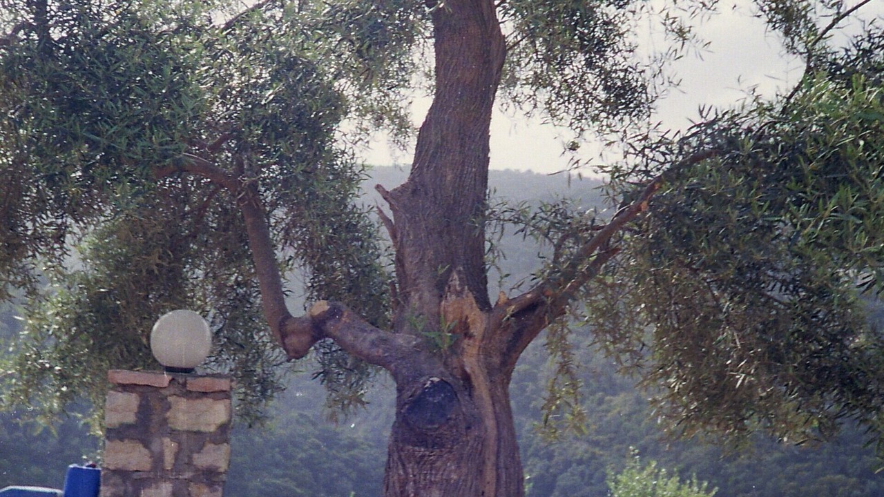 Photo of Outdoor in Mikros Gialos