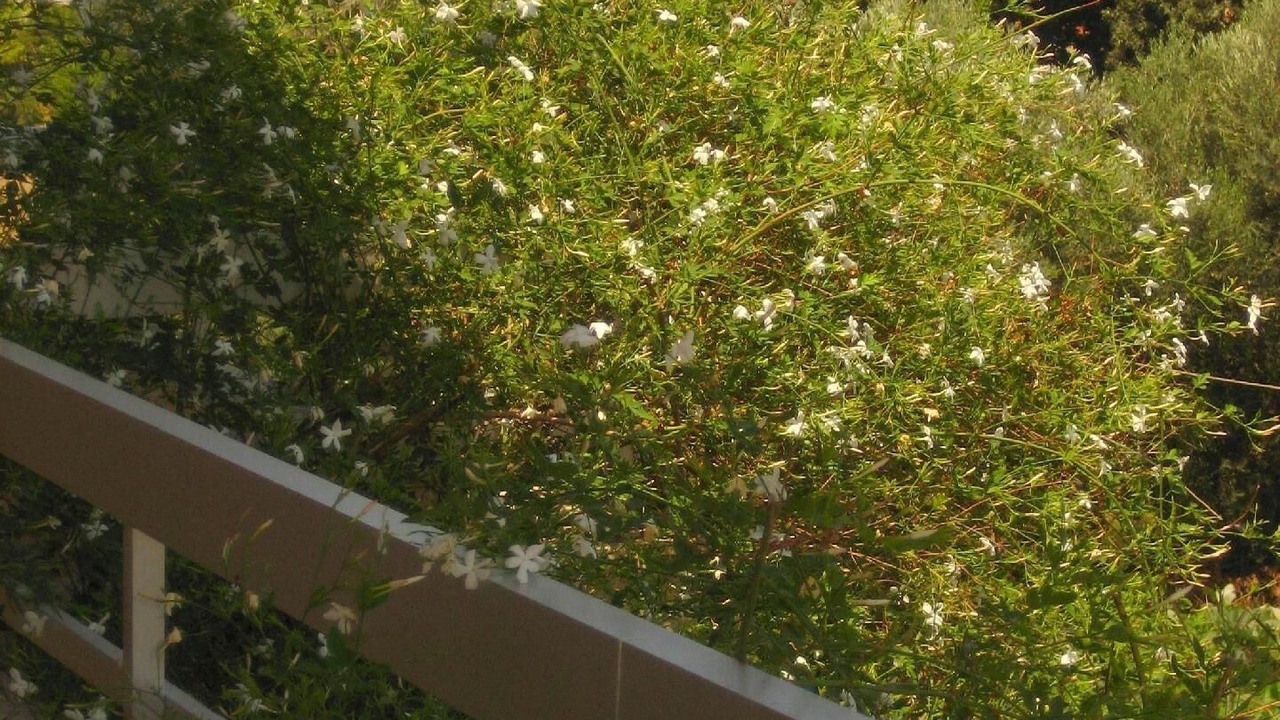 Photo of Patio Balcony in Ialyssos