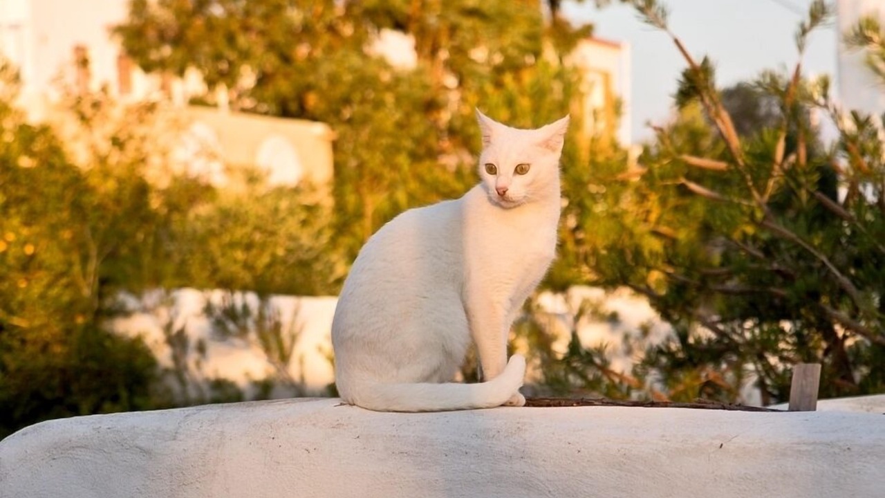 Photo of Outdoor in South Rhodes