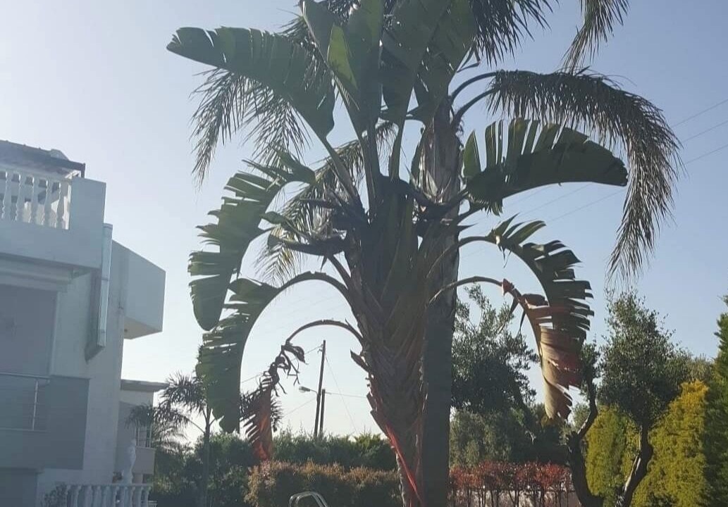Photo of Outdoor in Skotino