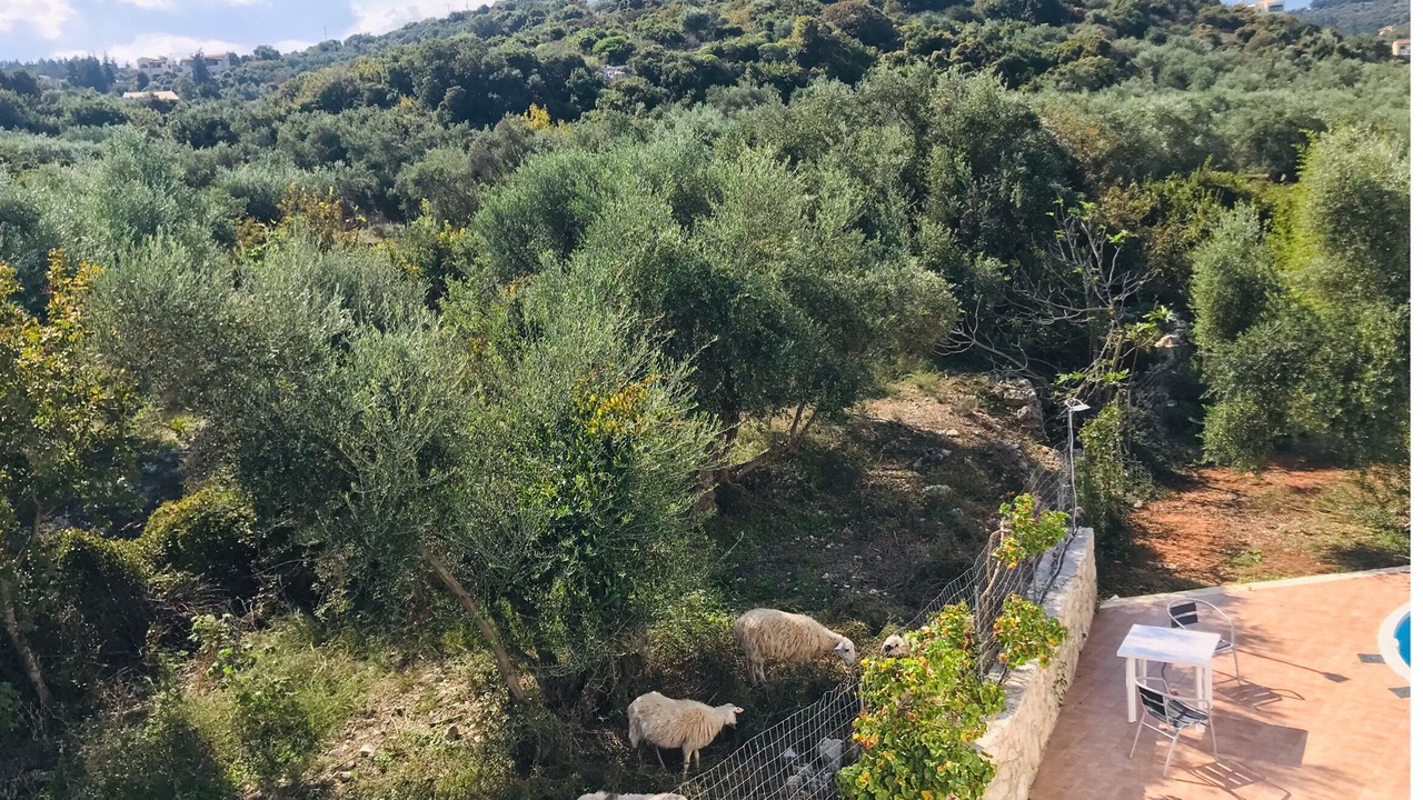 Photo of Others in Almyrida