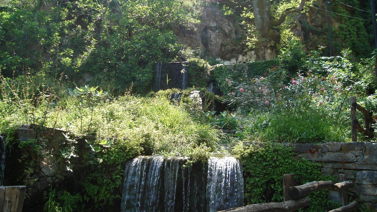 Photo of Others in Asigonia