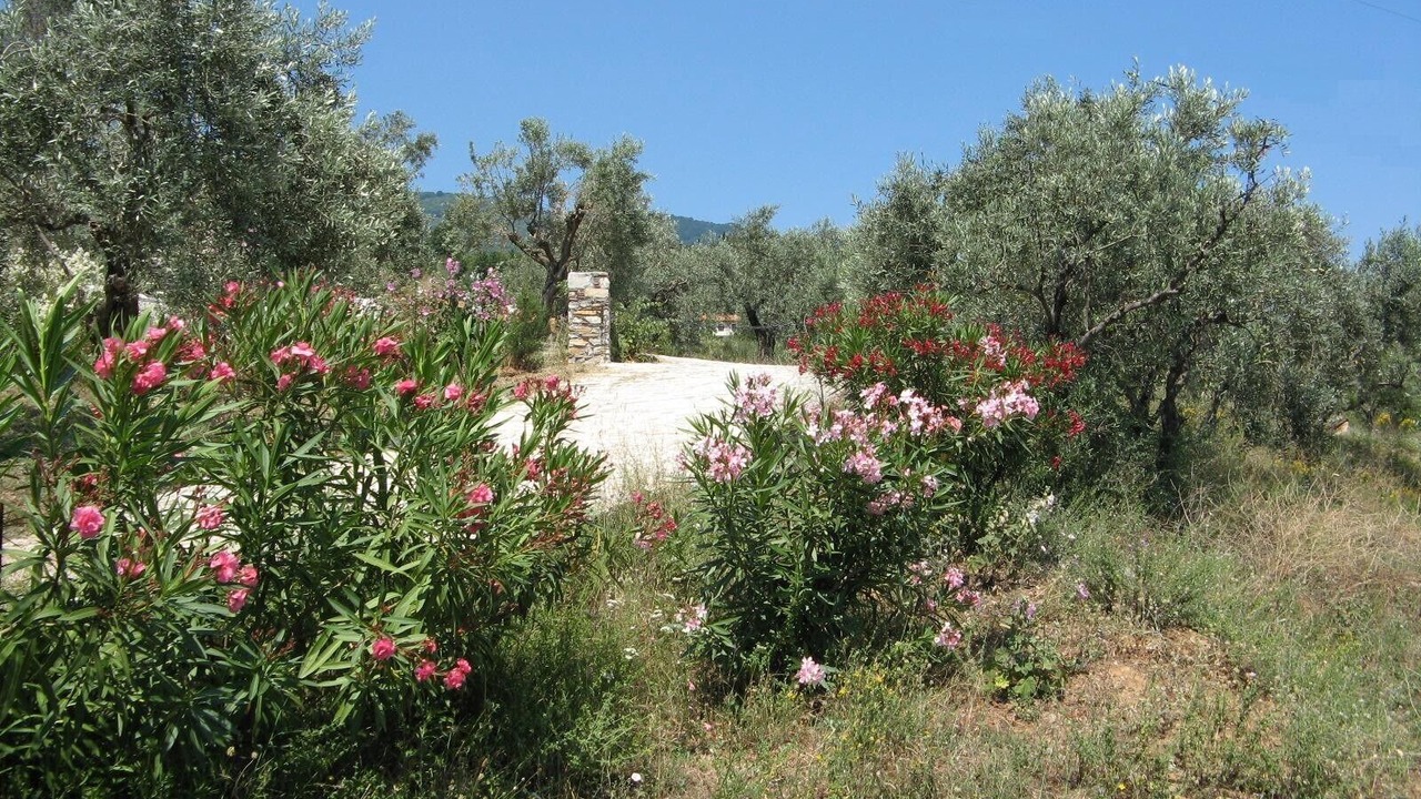 Photo of Outdoor in South Pelion