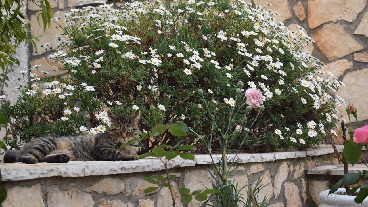 Photo of Outdoor in Agios Leon