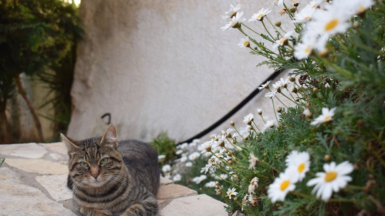 Photo of Outdoor in Agios Leon