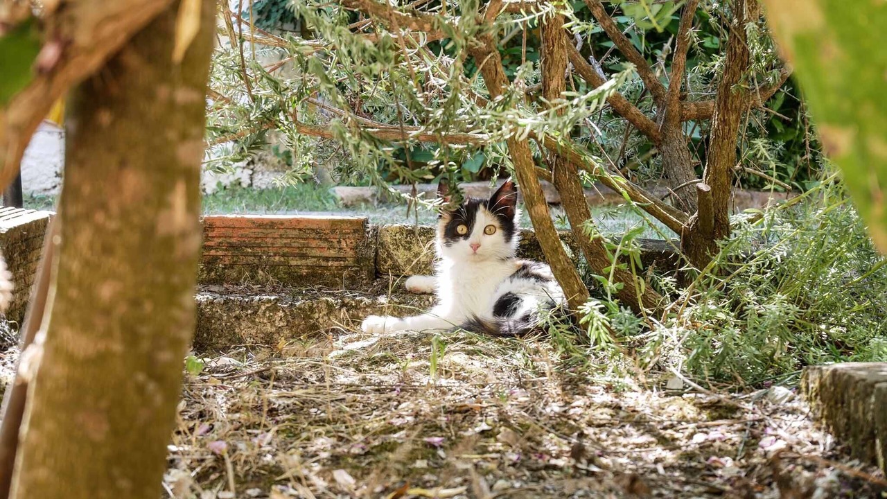 Photo of Outdoor in Termenades