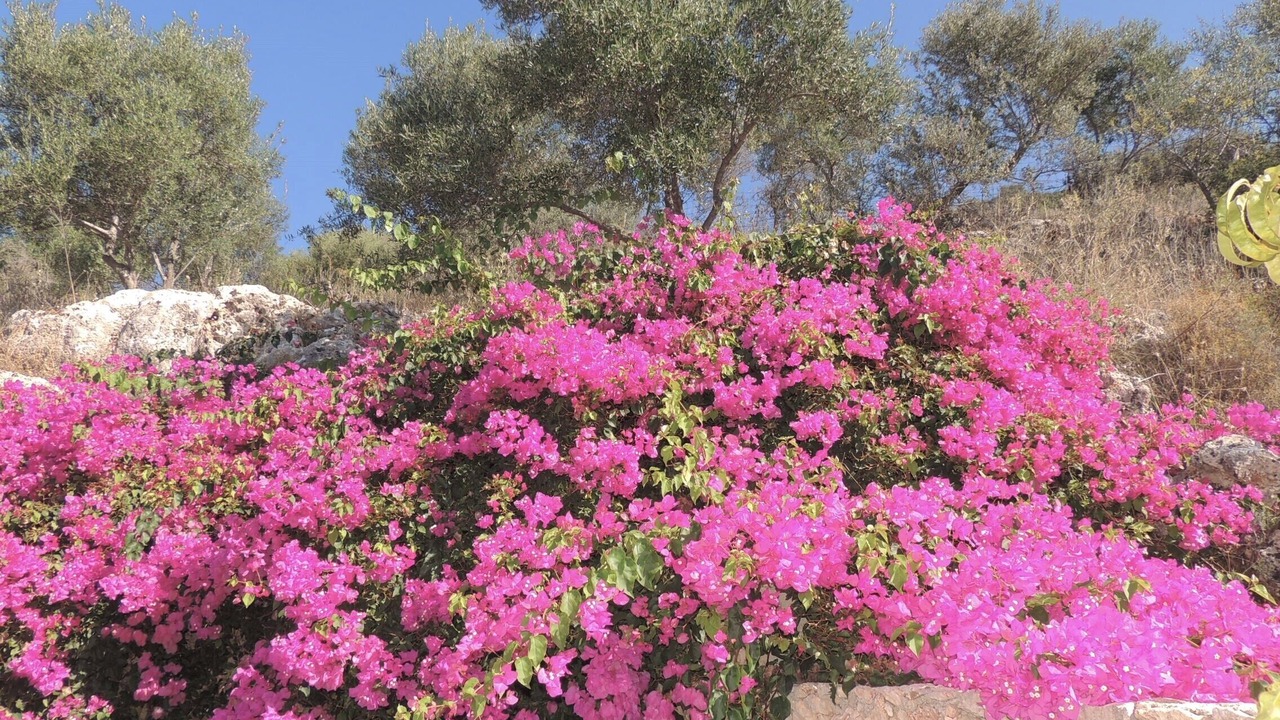 Photo of Others in Drapanos