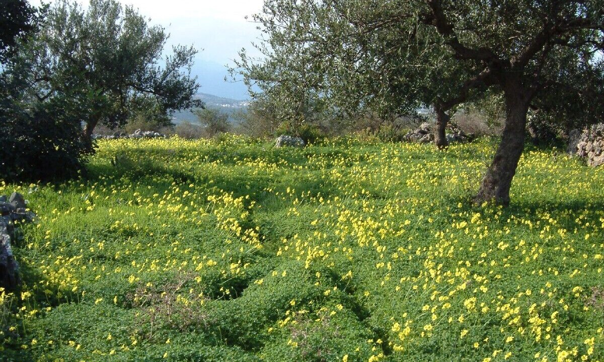 Photo of Outdoor in Kampia