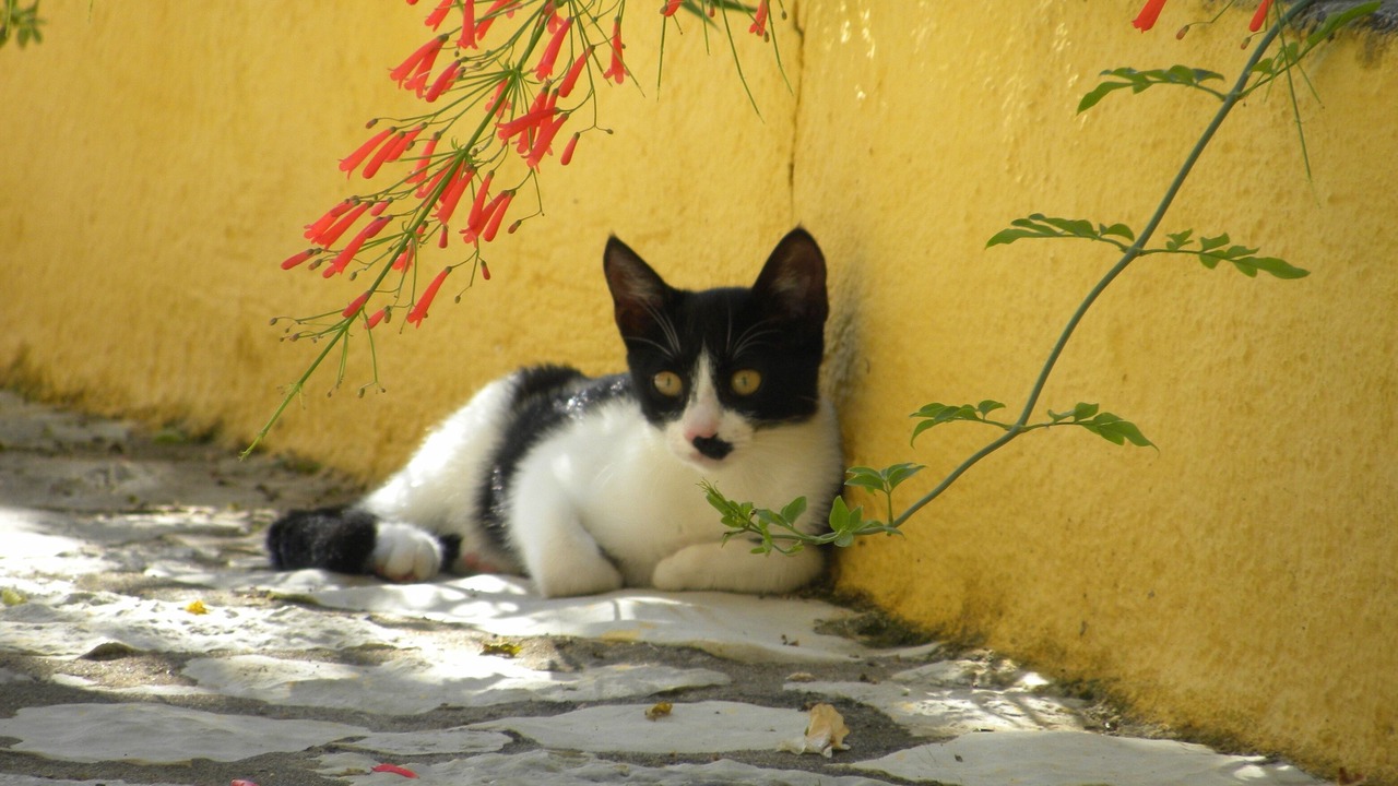Photo of Others in Agia Efimia