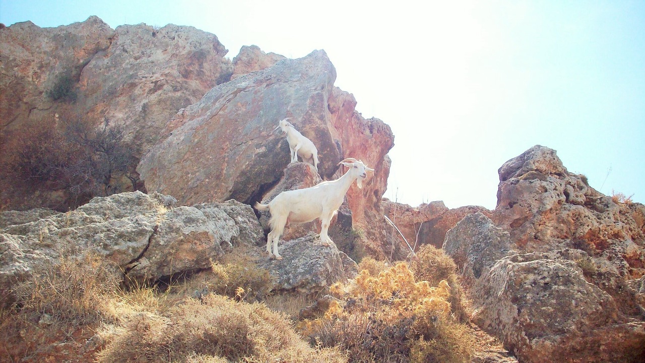 Photo of Others in Kalathos