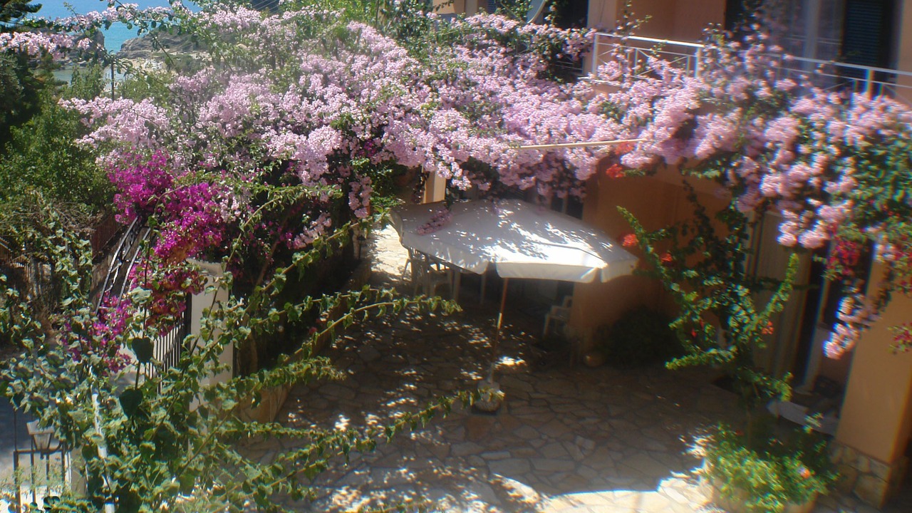 Photo of Others in Parelia