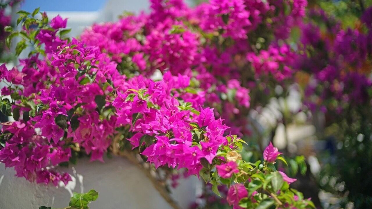 Photo of Others in Agios Ioannis
