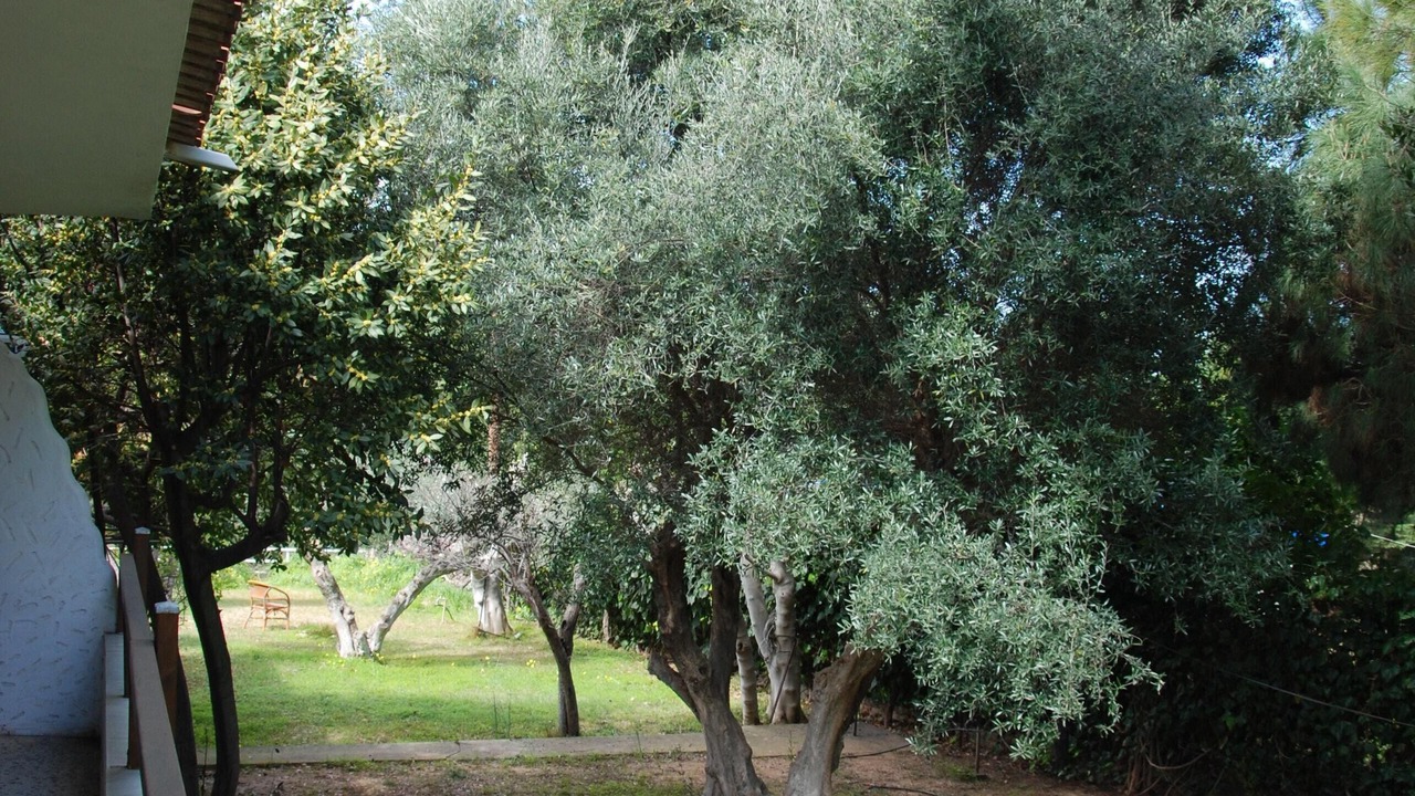 Photo of Outdoor in Nea Makri