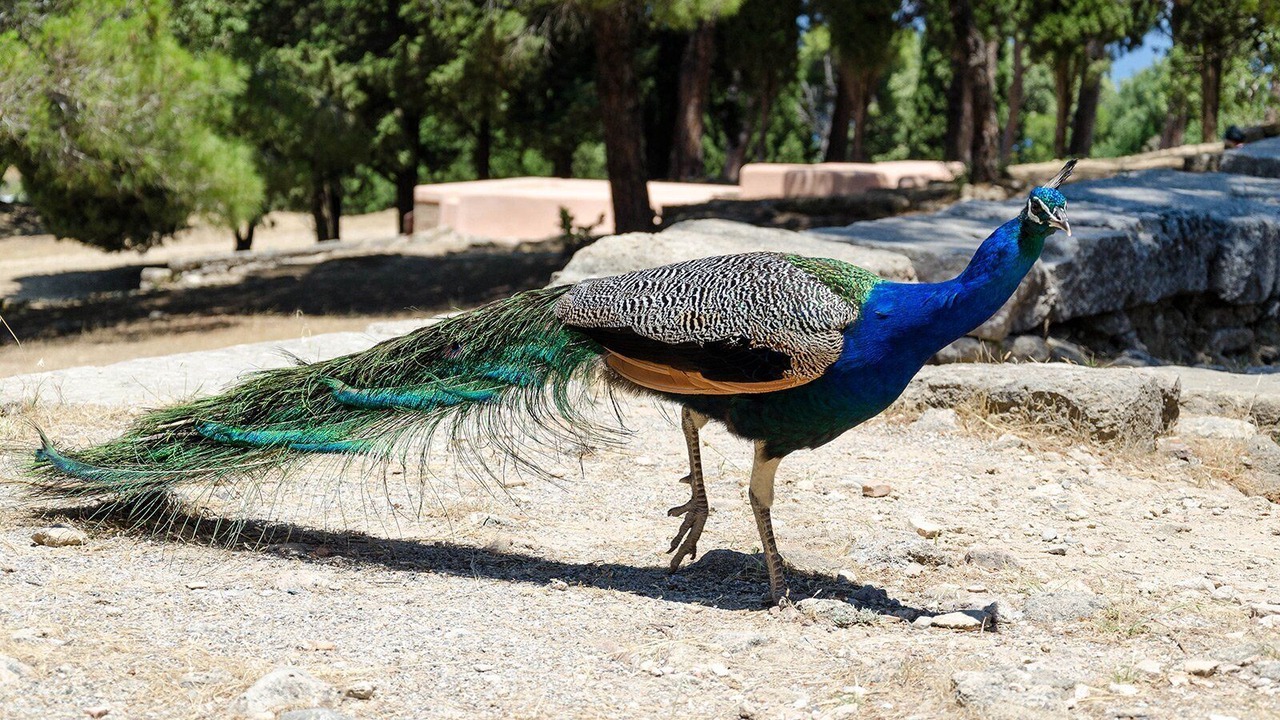 Photo of Outdoor in Ialyssos