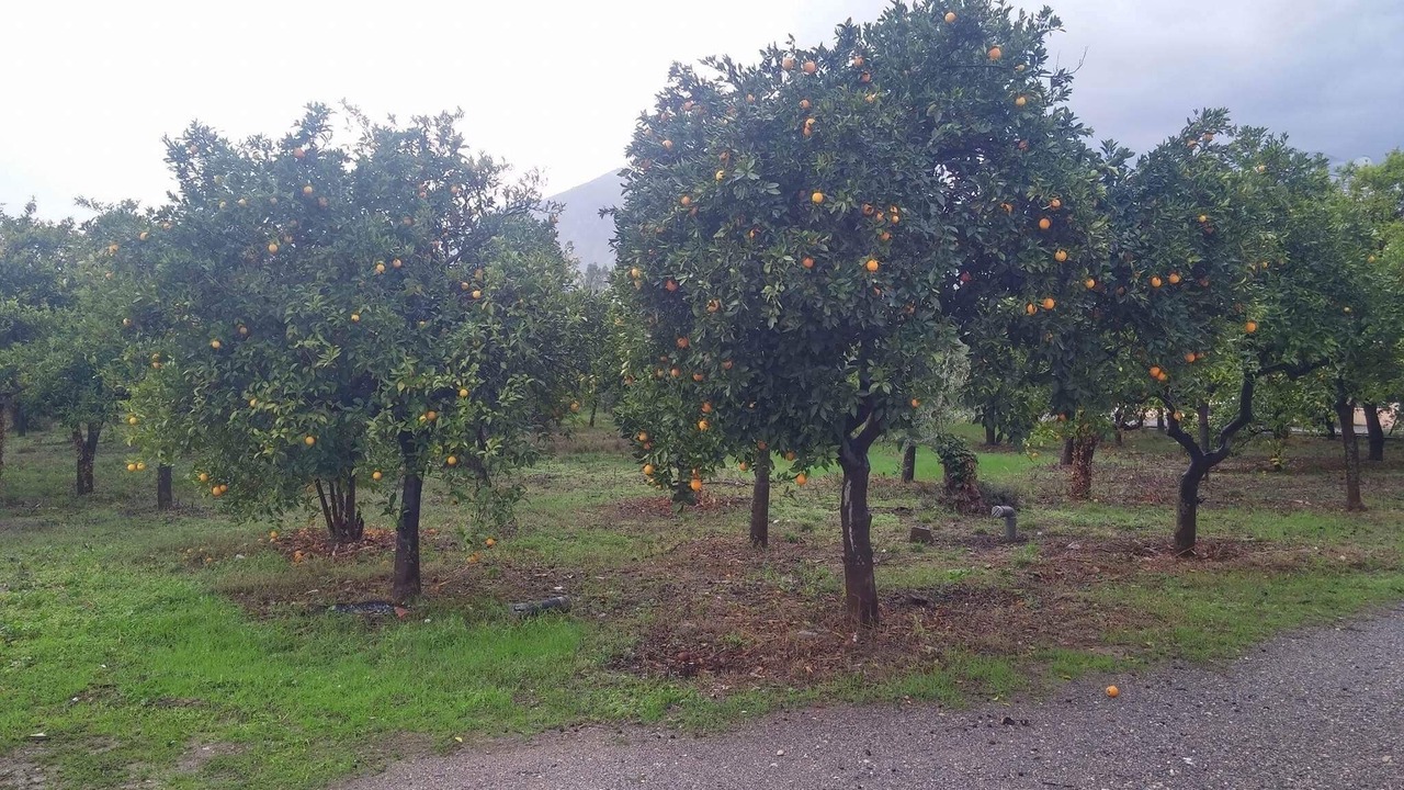 Photo of Outdoor in Sparta