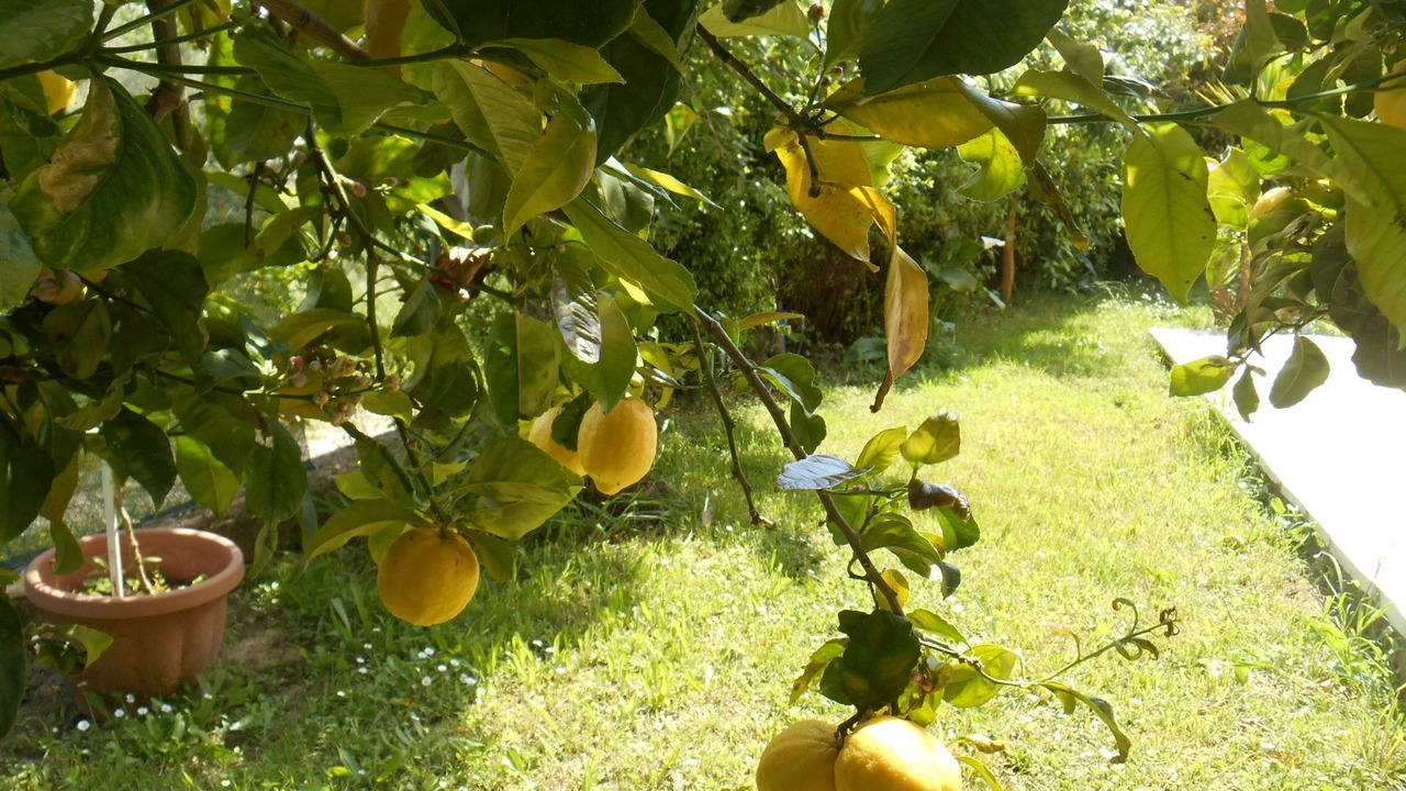 Photo of Outdoor in Melikia