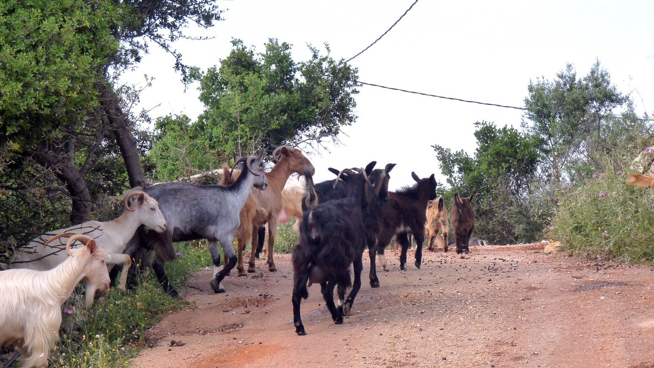 Photo of Others in Kampia
