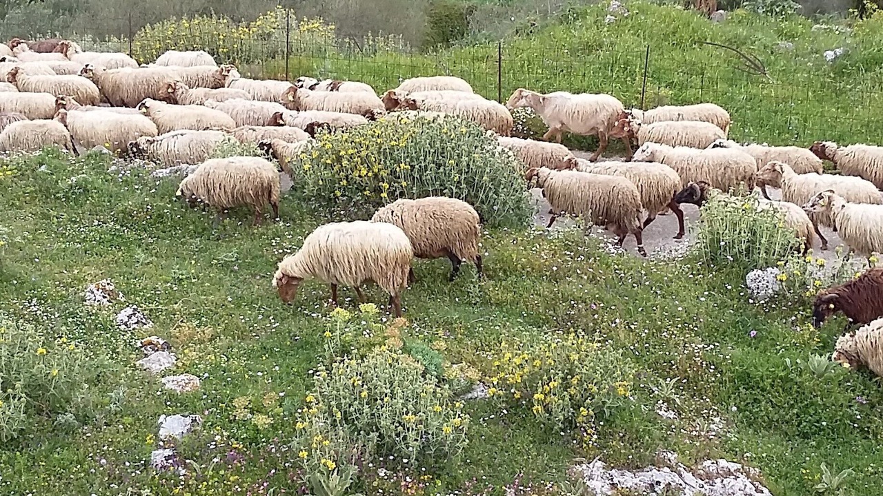 Photo of Outdoor in Kaminarata