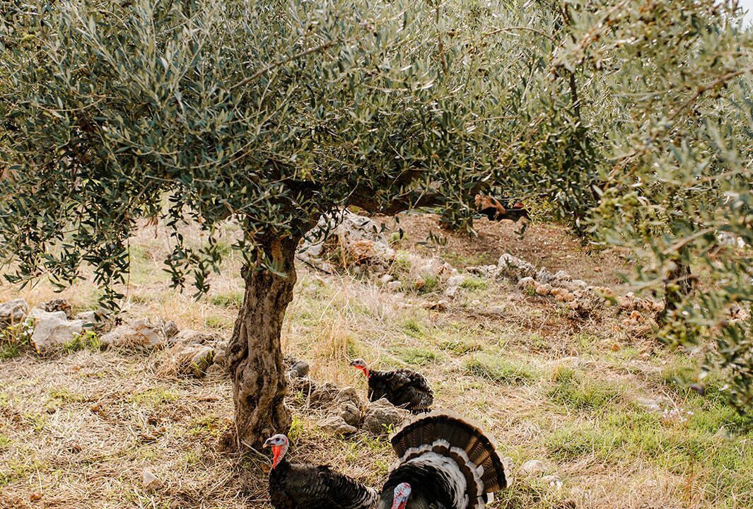 Photo of Outdoor in Diasella