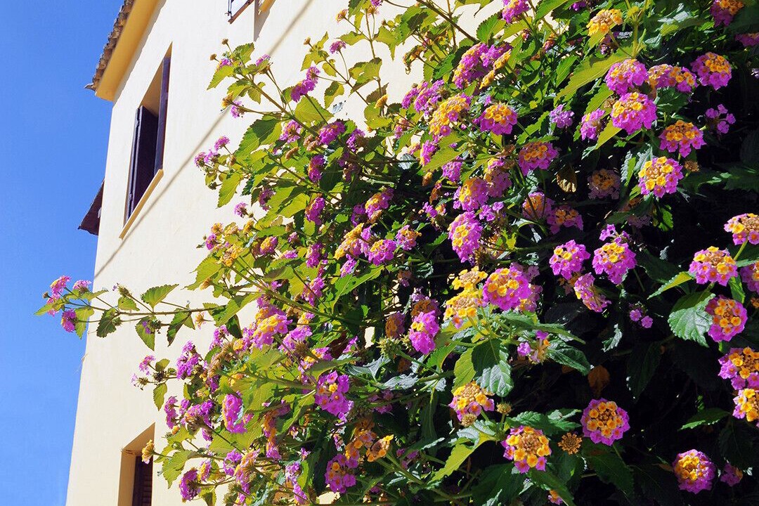 Photo of Outdoor in Antipernoi