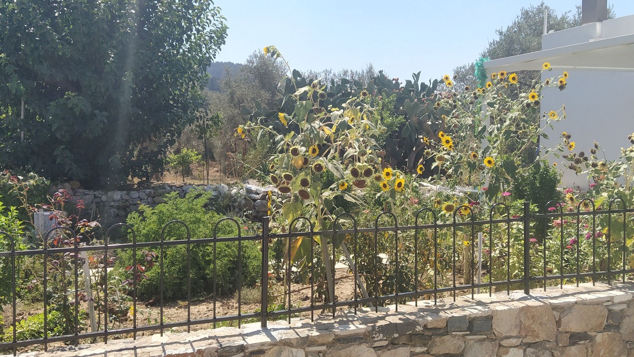 Photo of Outdoor in Lagoudi Zia