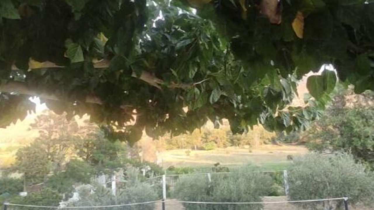 Photo of Outdoor in Paleopolis