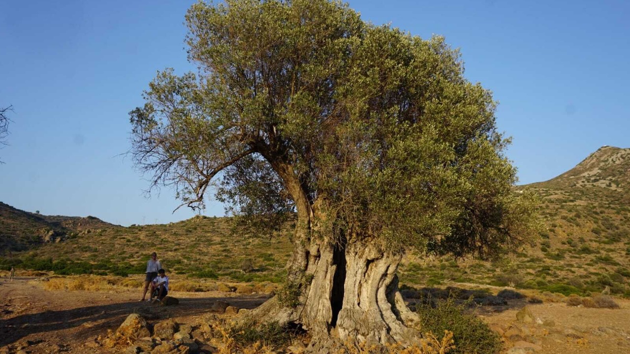 Photo of Others in Kontos