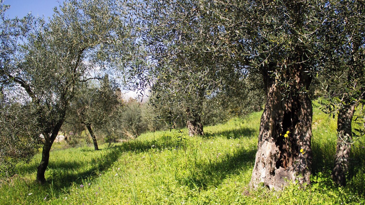 Photo of Others in Dafnata