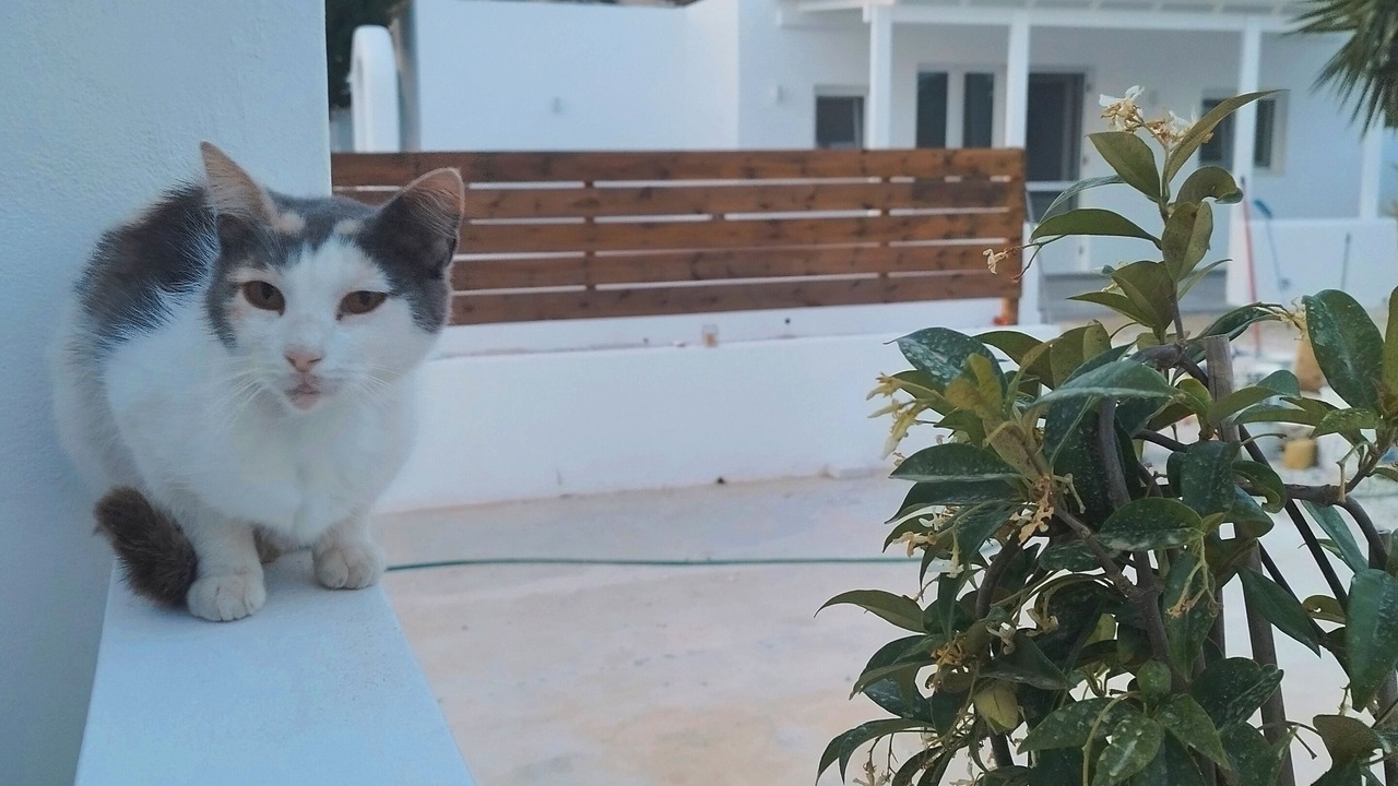 Photo of Outdoor in Milos
