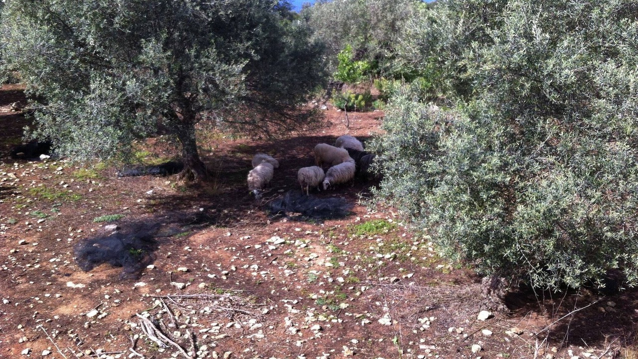 Photo of Others in Atsipópoulon