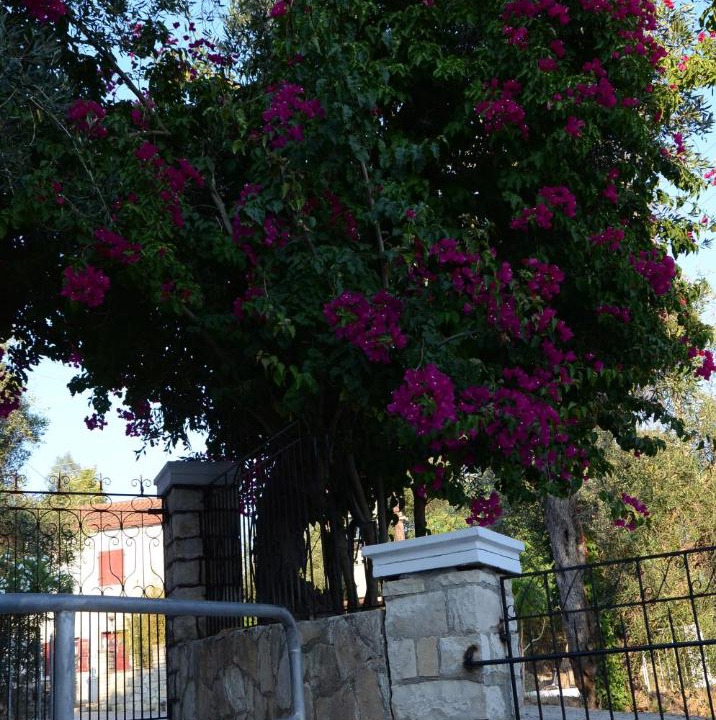 Photo of Others in Vlachopoulatika