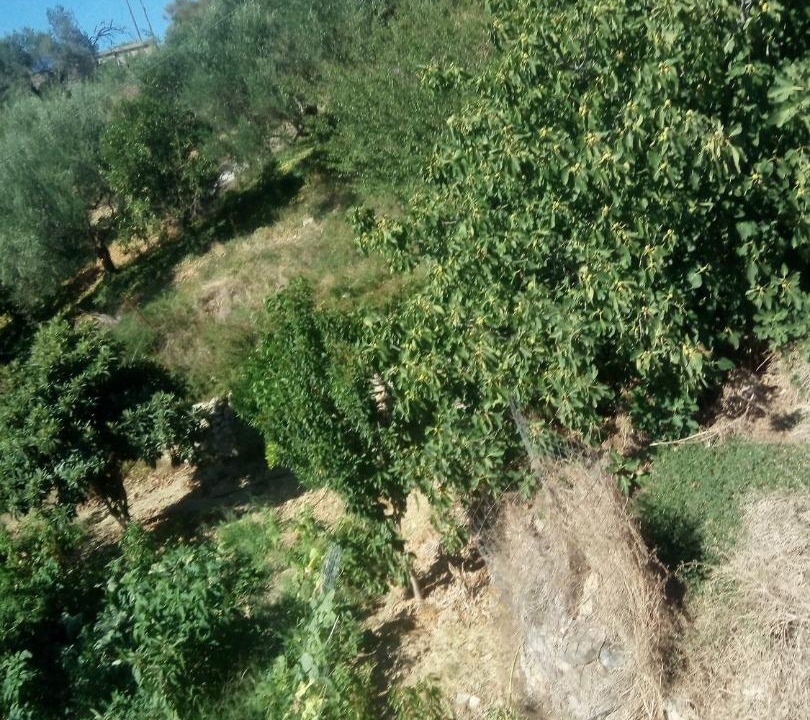 Photo of Outdoor in Platanias