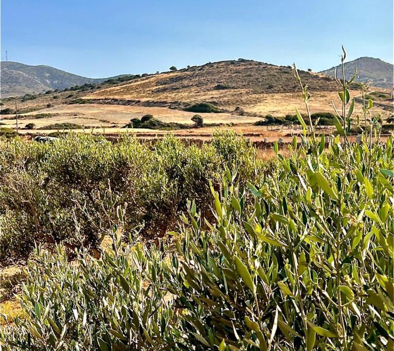 Photo of Others in Antiparos