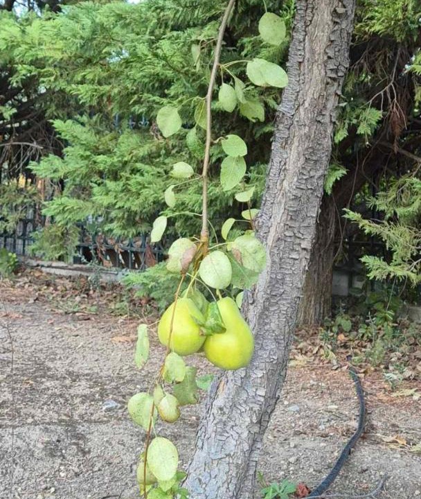 Photo of Outdoor in Chalcis