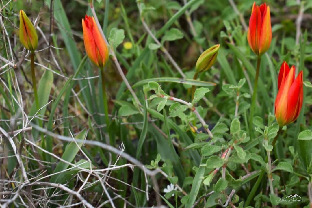Photo of Outdoor in Karpenisi
