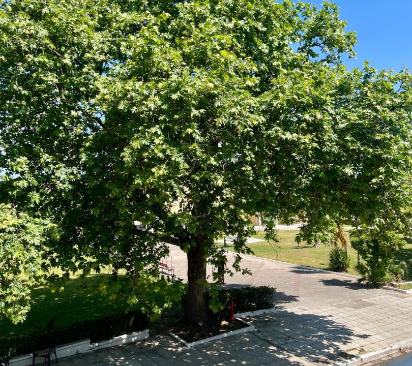 Photo of Outdoor in Petalidi