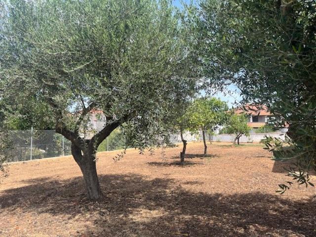Photo of Others in Anemomilos
