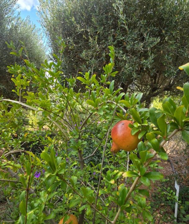Photo of Outdoor in Elounda