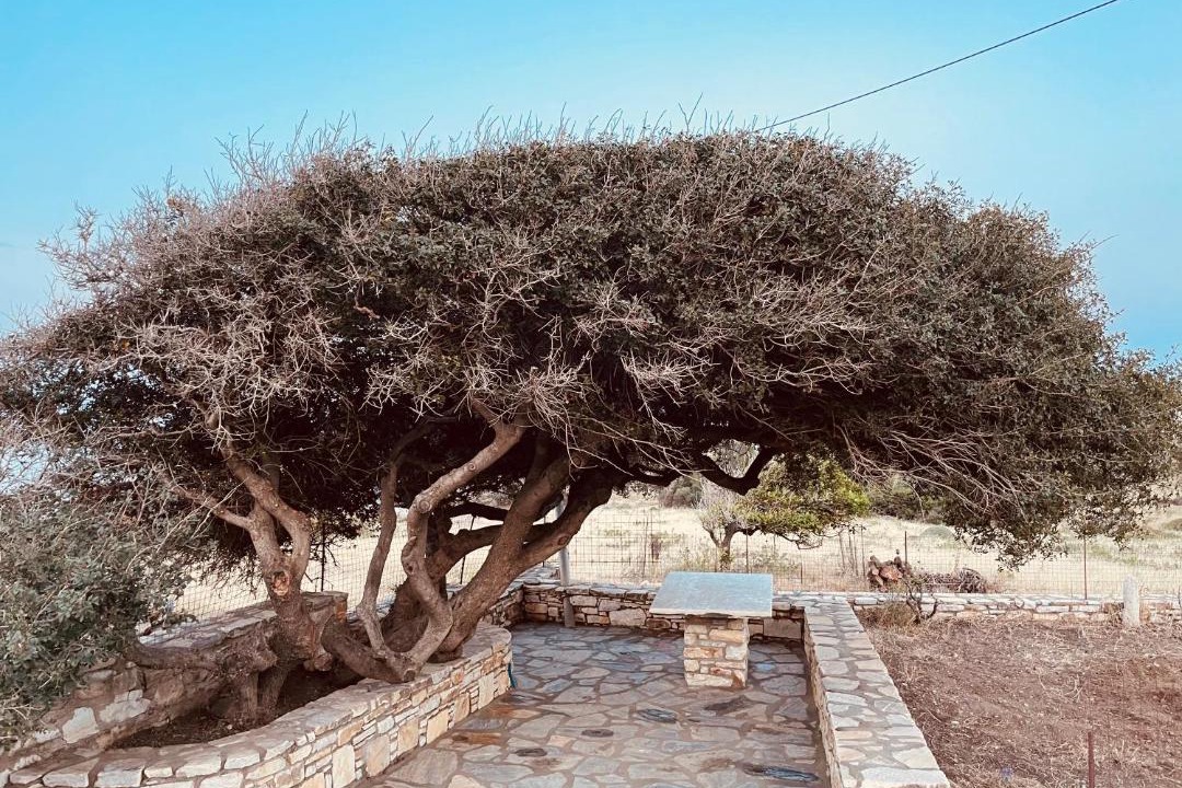 Photo of Others in Naxos
