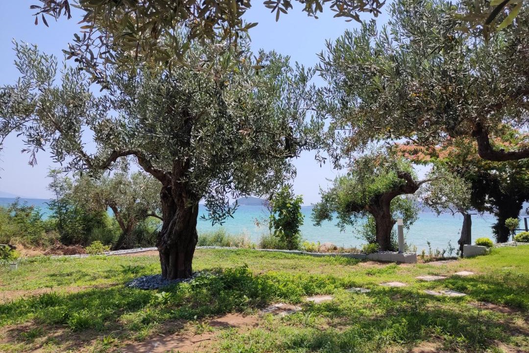 Photo of Outdoor in Palaio Tsifliki