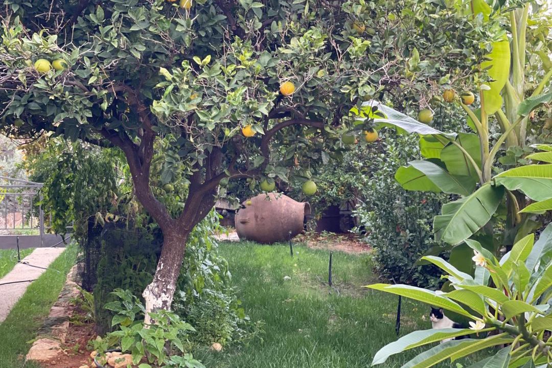 Photo of Outdoor in Episkopi