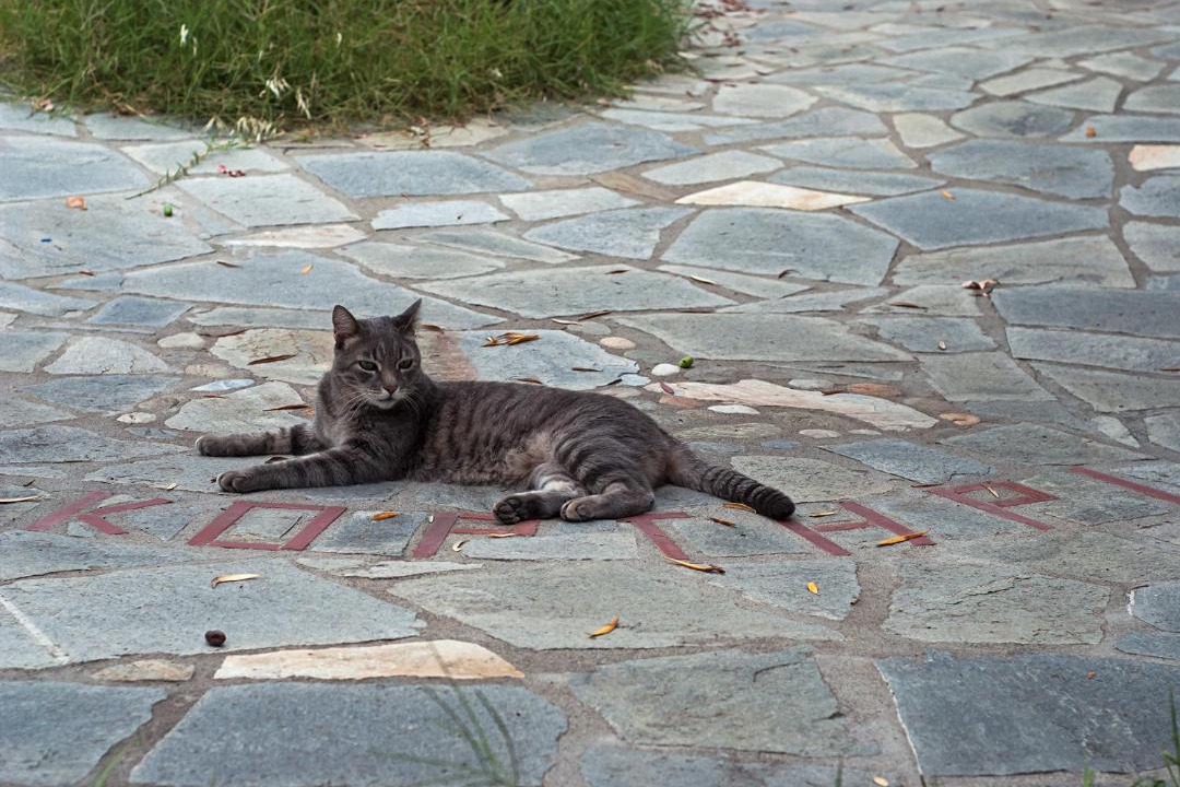 Photo of Others in Sithonia