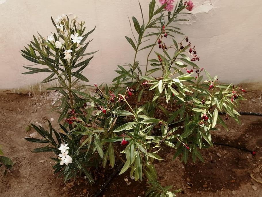 Photo of Outdoor in Ano Patisia