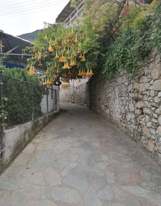 Photo of Outdoor in Dafnata