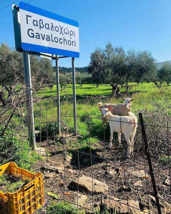 Photo of Others in Gavalochori