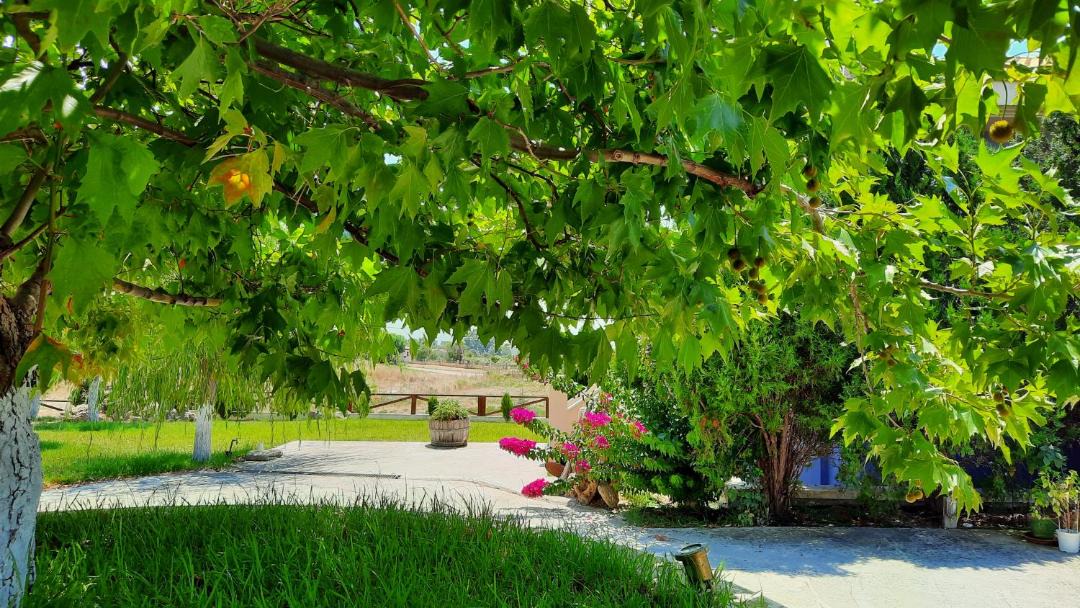 Photo of Outdoor in Kounopetra