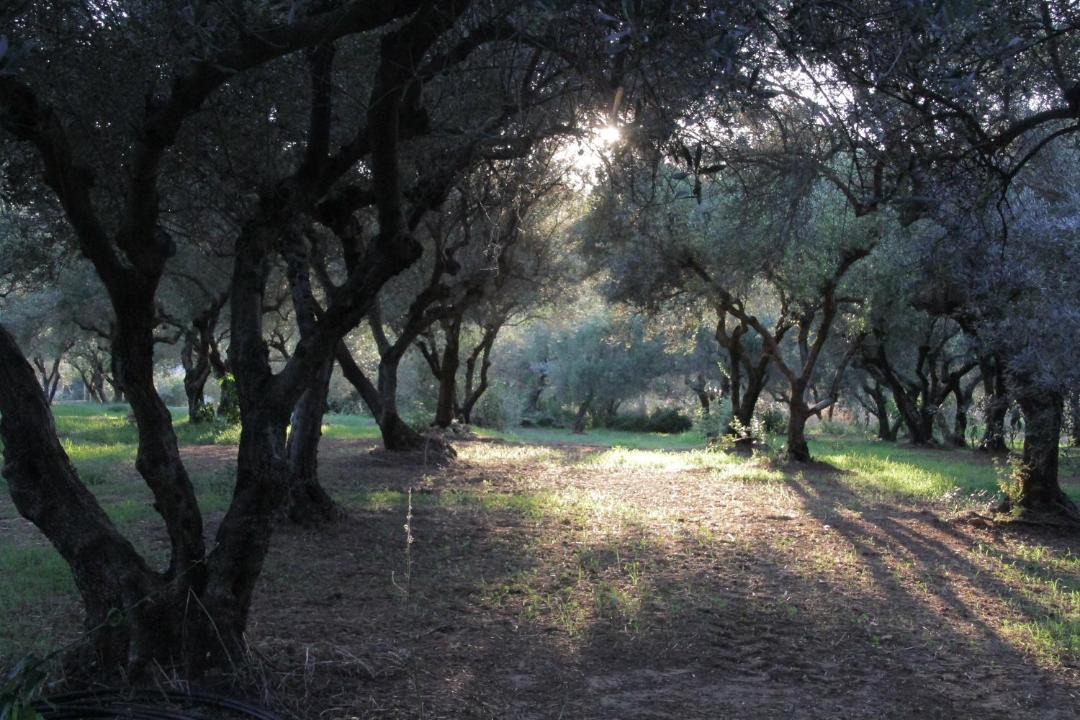 Photo of Others in Galatas