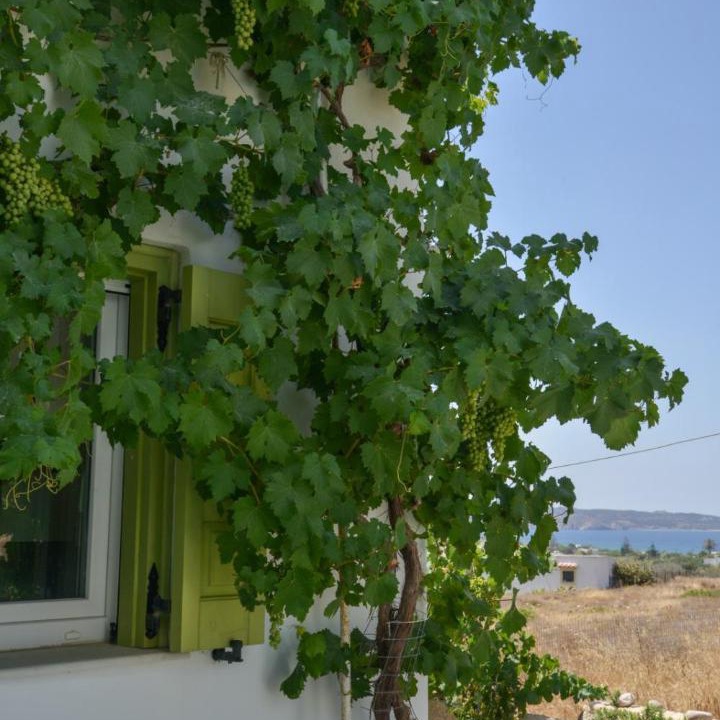 Photo of Others in Adamas